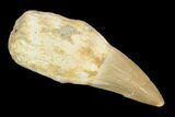 Fossil Rooted Mosasaur Tooth - Morocco #117028-1